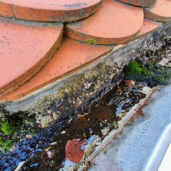 Blocked gutter with moss, mould and debris buildup before professional gutter cleaning by Roofing Guys Sydney